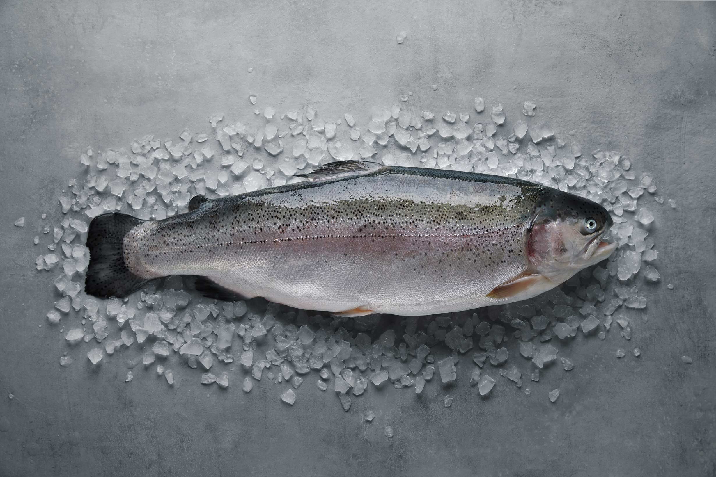 Ørret
