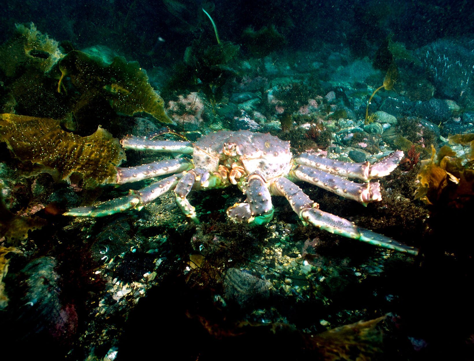 Kongekrabbe under vann