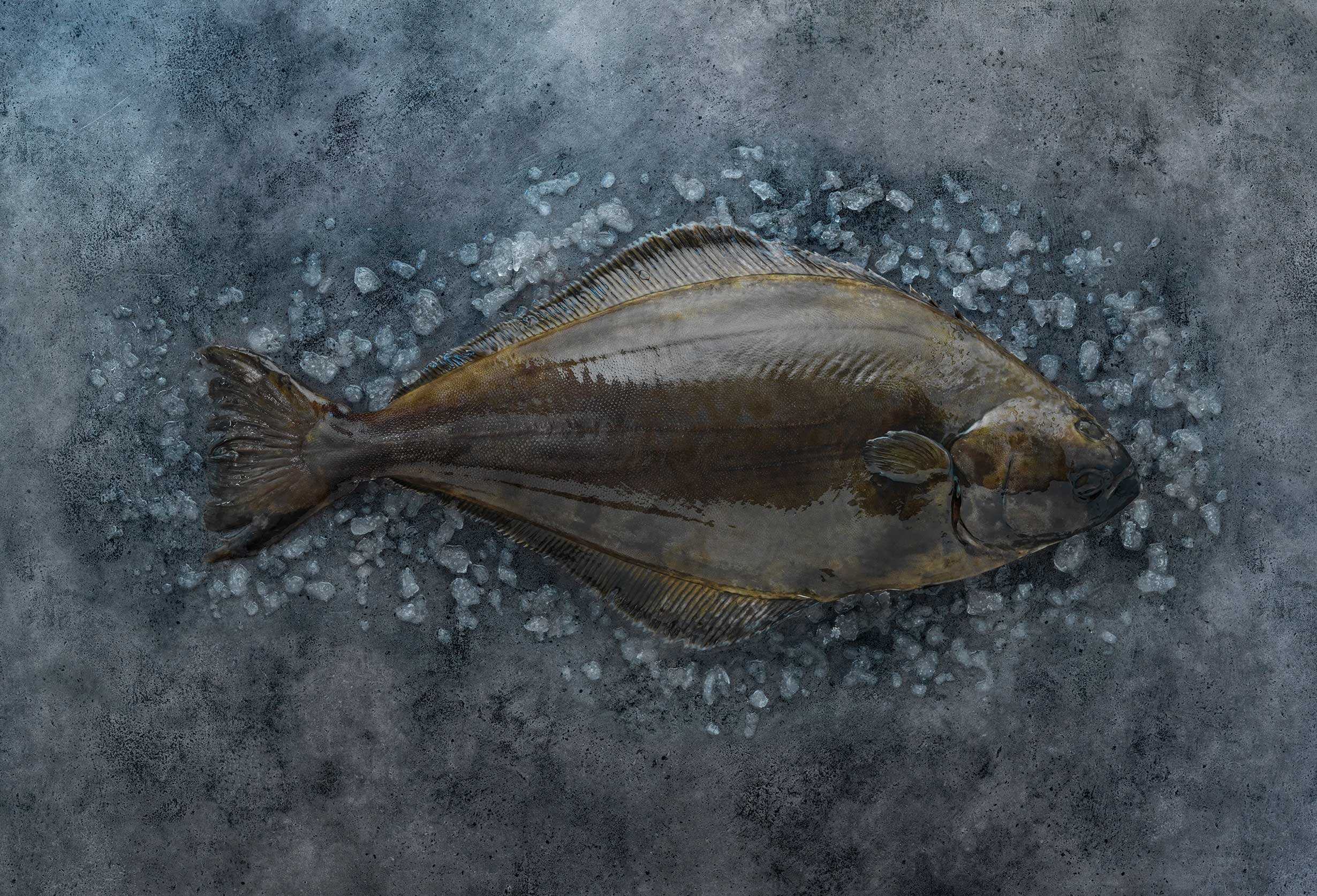 Kveite Foto: Studio Dreyer-Hensley