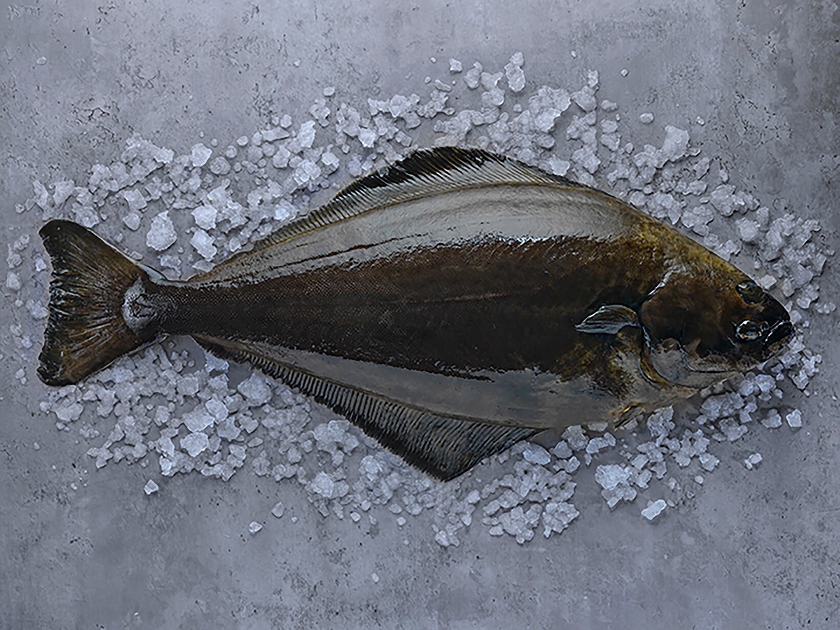 Kveite Foto: Studio Dreyer-Hensley