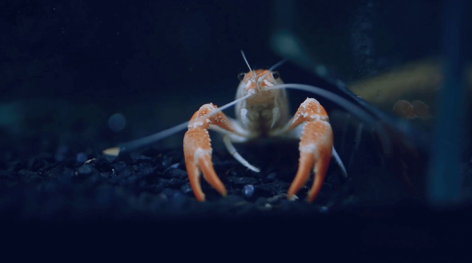 Sjøkreps forfra