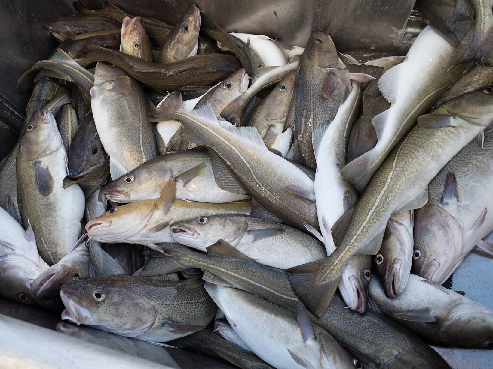 Nyfanget skrei i Lofoten