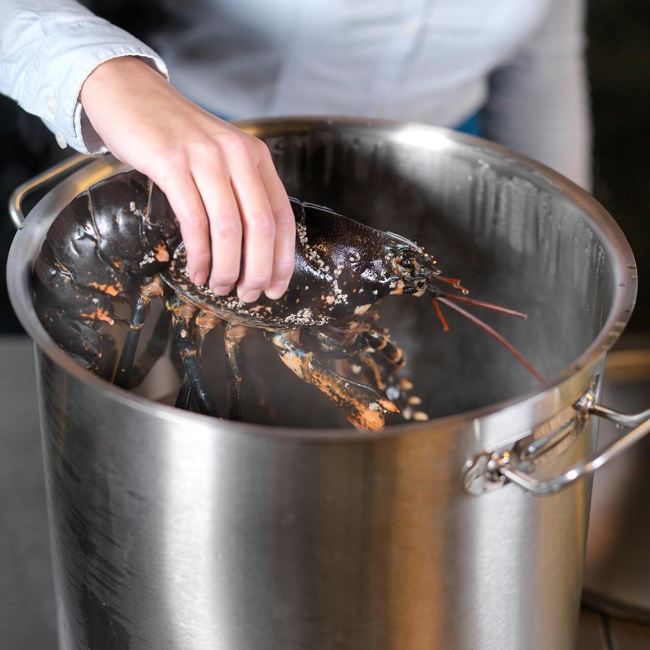Koke hummer i kjele